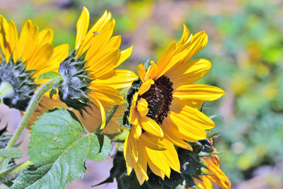 Close-up of honey bee on sunflower