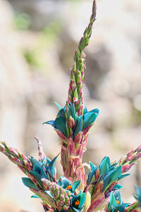 Close-up of succulent plant