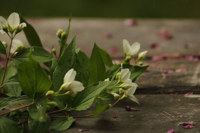 Close-up of flowers