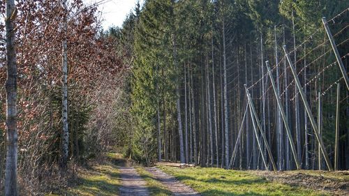 Road amidst trees in forest