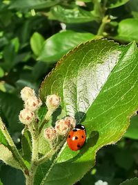 Close-up of ladybug on leaf