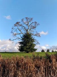 Tree on field against blue sky