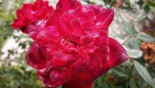 Close-up of wet red rose blooming outdoors