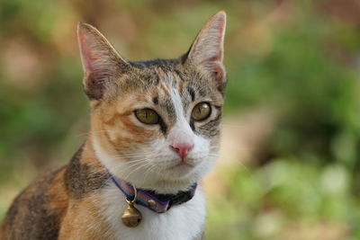 Close-up portrait of a cat