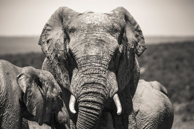 Close-up of elephant