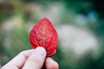 Close-up of hand holding red leaf