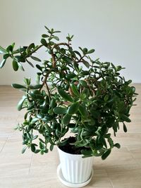 Close-up of potted houseplant. money tree. crassula ovata