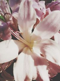 Full frame shot of fresh white flower bouquet