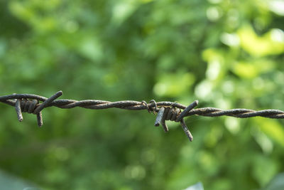 Close-up of barbed wire fence