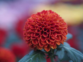 Close-up of red dahlia