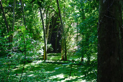 Trees in forest