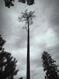 Low angle view of silhouette tree against sky