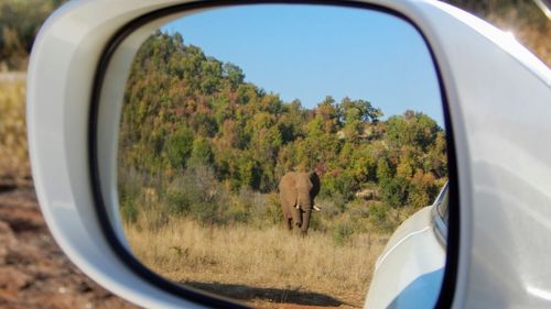 Reflection of trees on side-view mirror of car