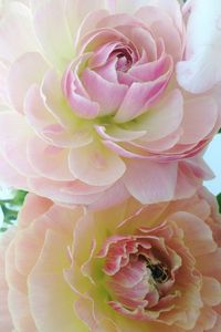 Close-up of pink rose