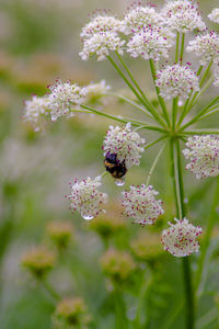 Close-up of pink flowering plant bumblebee 