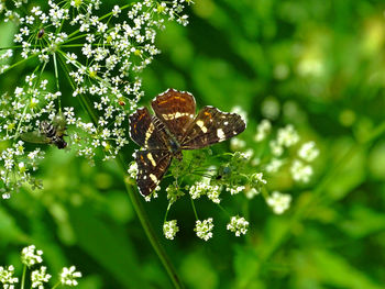 Close-up of butterfly pollinating on flower