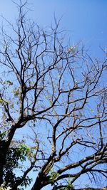 Low angle view of tree against clear sky