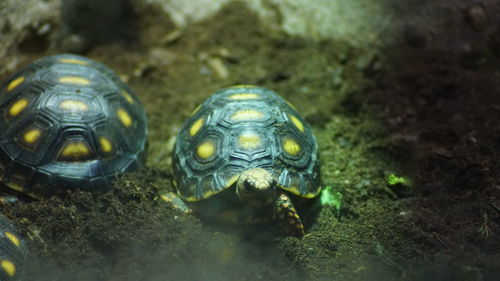 High angle view of turtle swimming in water