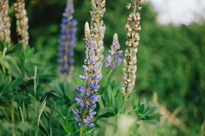 Close-up of purple flowering plants