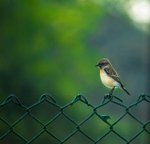 Close-up of bird perching on metal fence