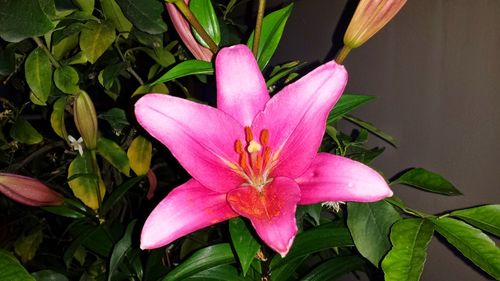 Close-up of pink lily blooming outdoors