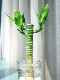 Close-up of plant in glass vase on table