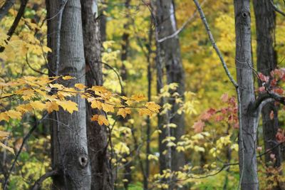 Close-up of tree trunk in forest