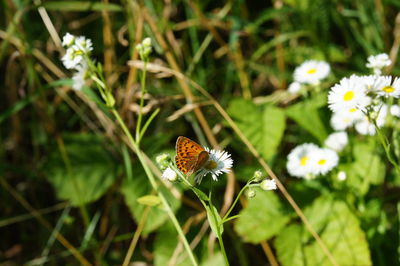 Close-up of butterfly pollinating on flower