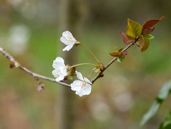 Close-up of cherry blossoms in spring