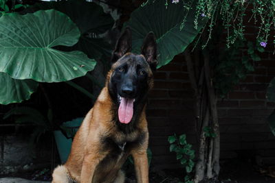 Portrait of dog