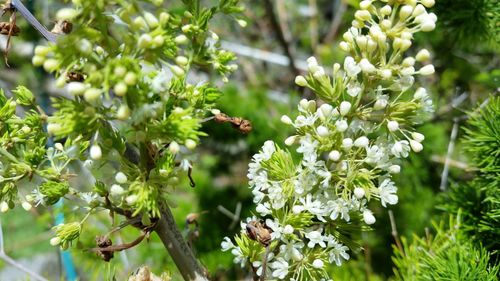 Close-up of flowers