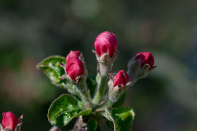 Close-up of pink flowering plant