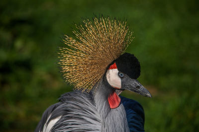 Close-up of bird against blurred background