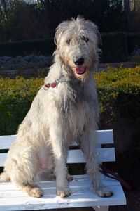 Dog sitting on grass