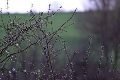 Close-up of fresh plants on field