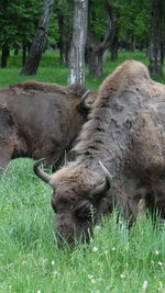 Close-up of sheep grazing on field