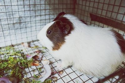 Close-up of bird in cage