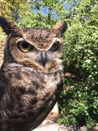 Close-up portrait of a owl