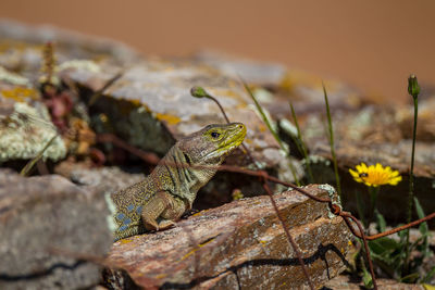 Close-up of lizard on rock