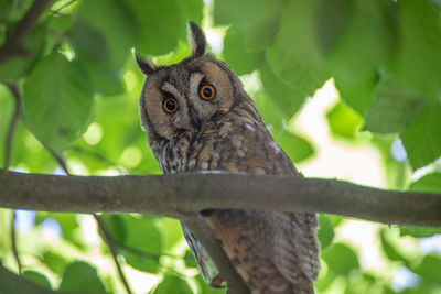 Portrait of owl perching on tree