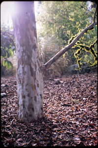 Trees growing on field during autumn