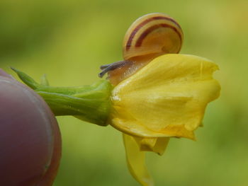 Macro shot of cropped hand holding snail on yellow flower outdoors