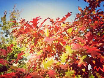 Low angle view of red leaves on tree