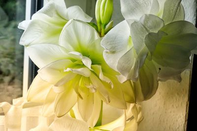 Close-up of yellow flowers blooming outdoors