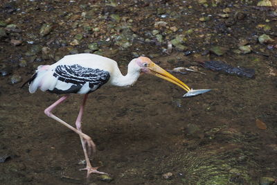 Side view of a bird on land