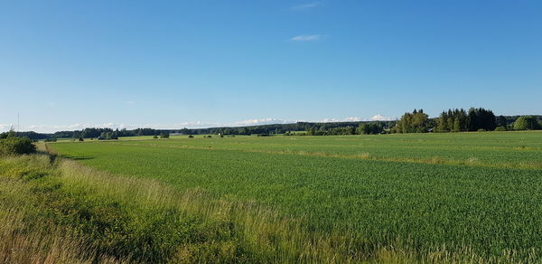 Scenic view of field against clear sky