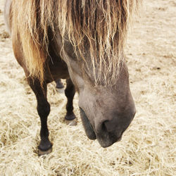 Close-up of horse on field