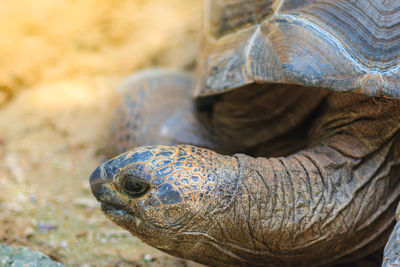 Close-up of turtle