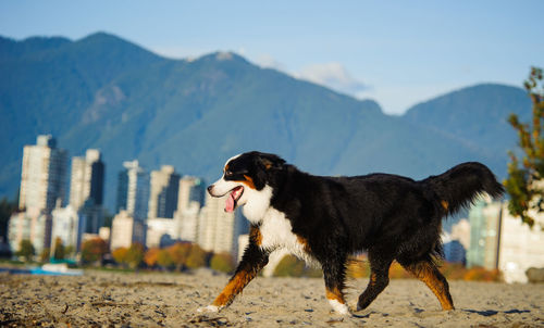 Full length of dog walking on field against mountains