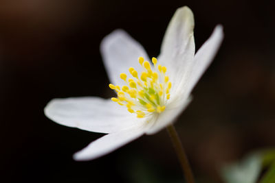 Close-up of white crocus flower against black background